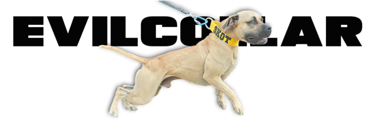 EvilCollar's profile banner image