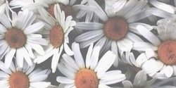 onlysonia17's profile banner image