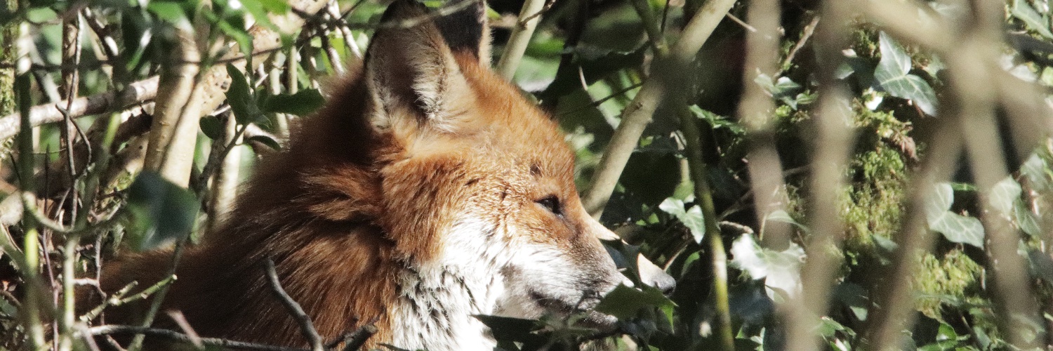 Cenric Clement-Evans banner