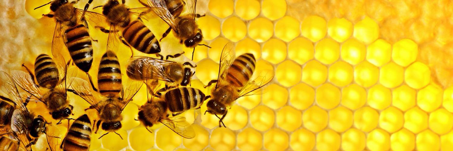 bcsbees's profile banner image