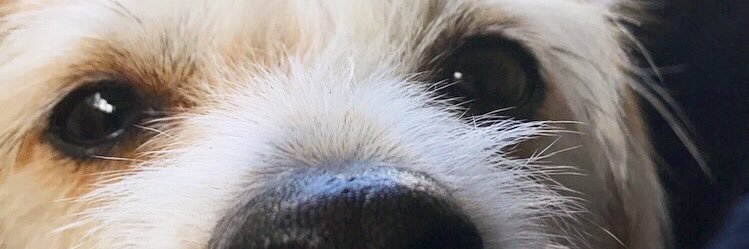 juliadebeir's profile banner image