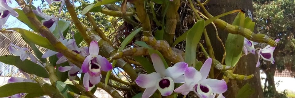 53Amado's profile banner image