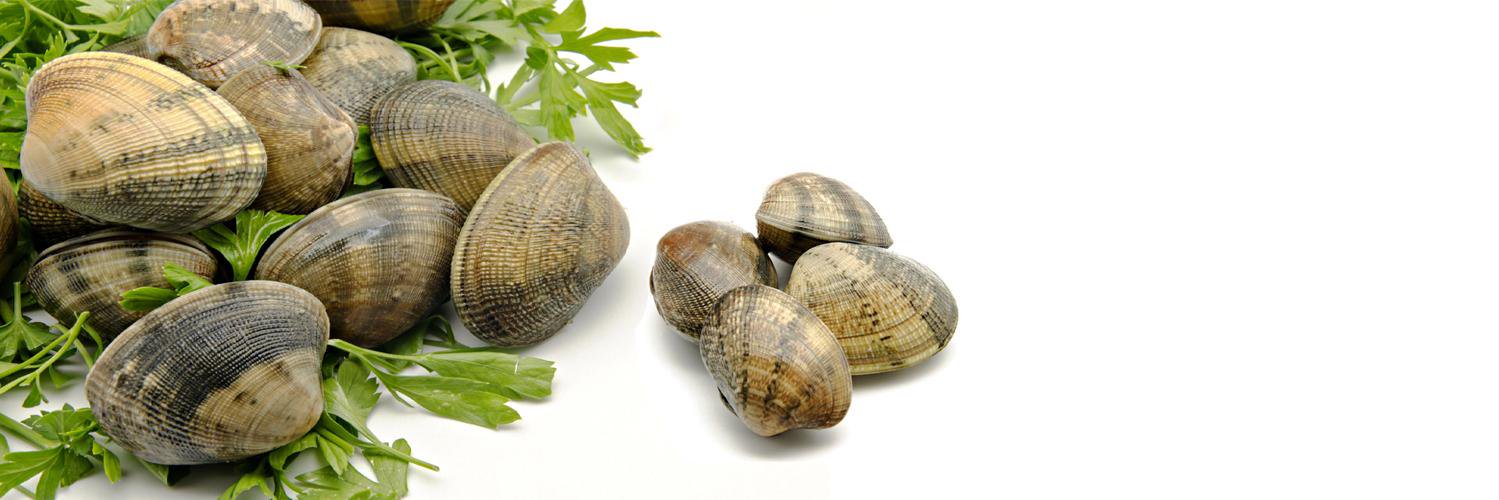 Dorsetshellco's profile banner image