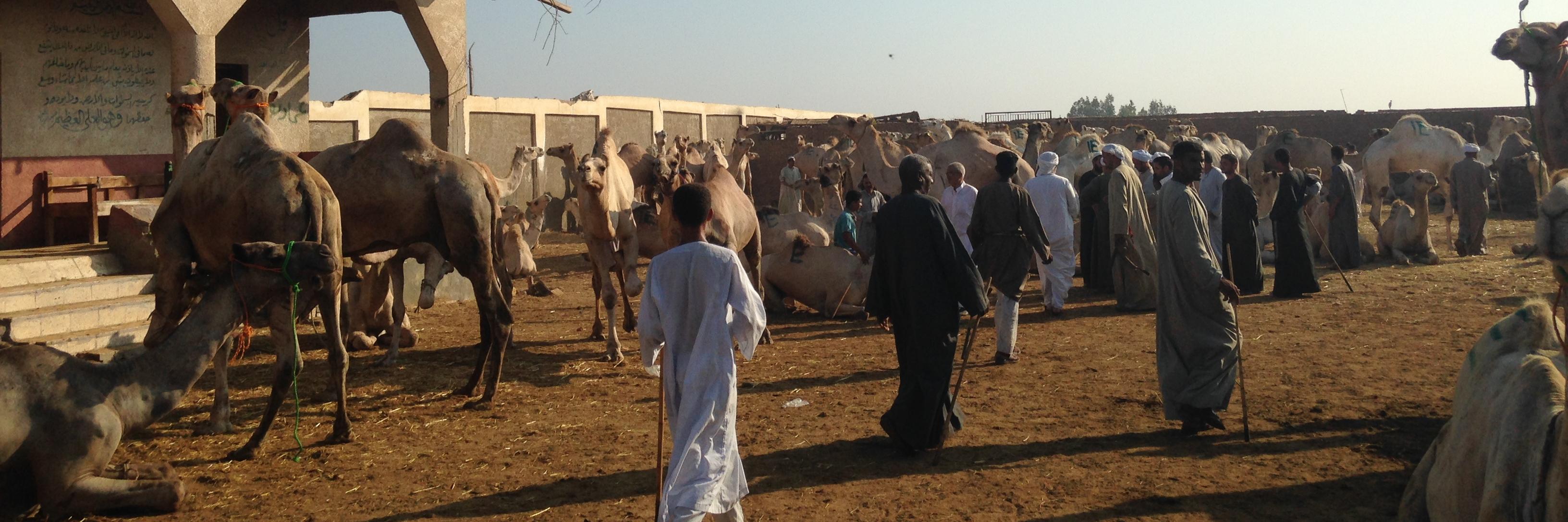 Peter Schwartzstein banner