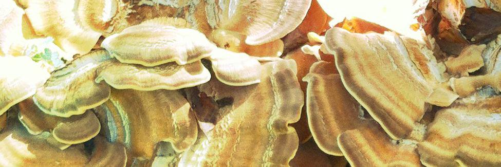 SlowfootRecords's profile banner image