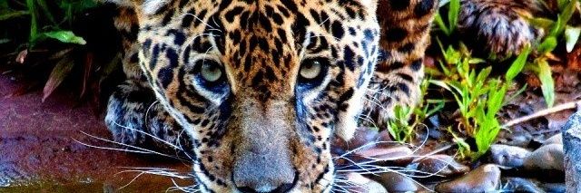 GataFrida's profile banner image