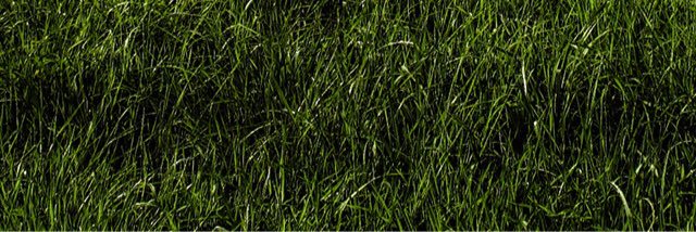 Anna_Wolf03's profile banner image