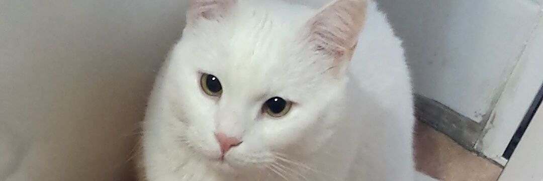 LTorraleja96's profile banner image