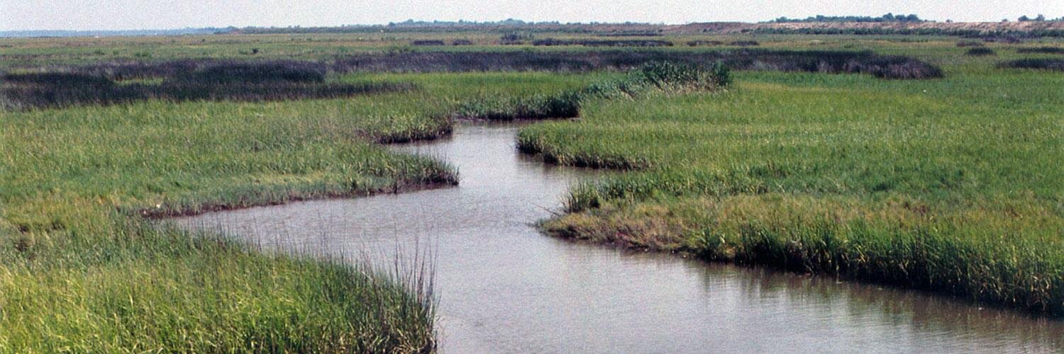 Louisiana Sea Grant banner