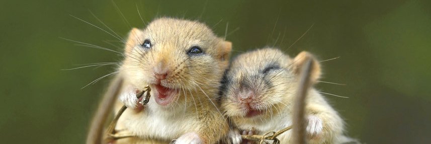 Zanzibar Buck-Buck McFate banner