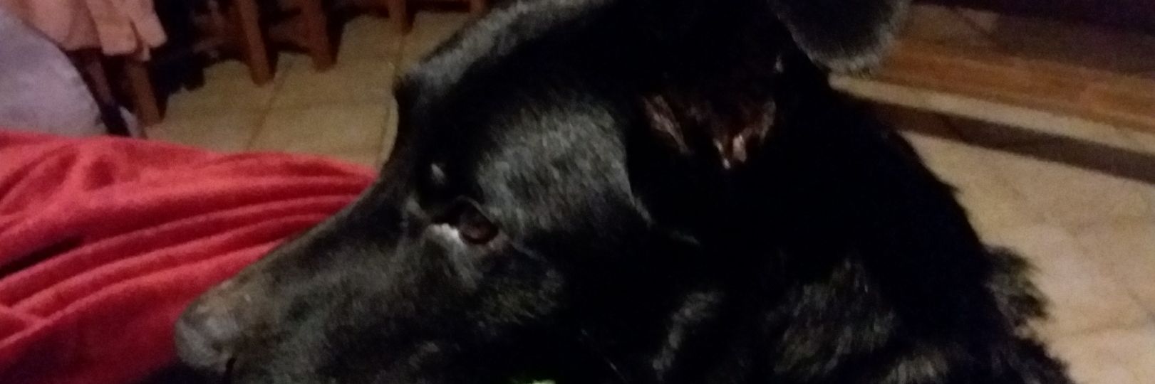 danielfi's profile banner image