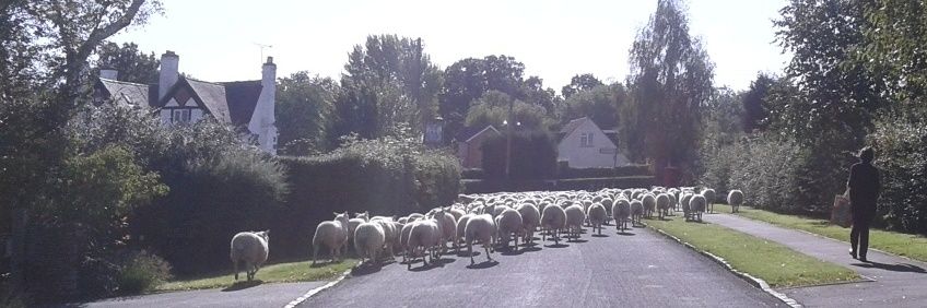 Adam Quinney🏴󠁧󠁢󠁥󠁮󠁧󠁿 banner