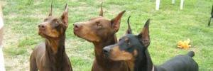 0_doberman's profile banner image