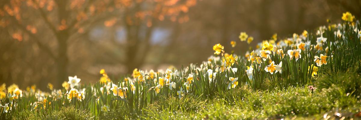 Lexington KY Parks banner