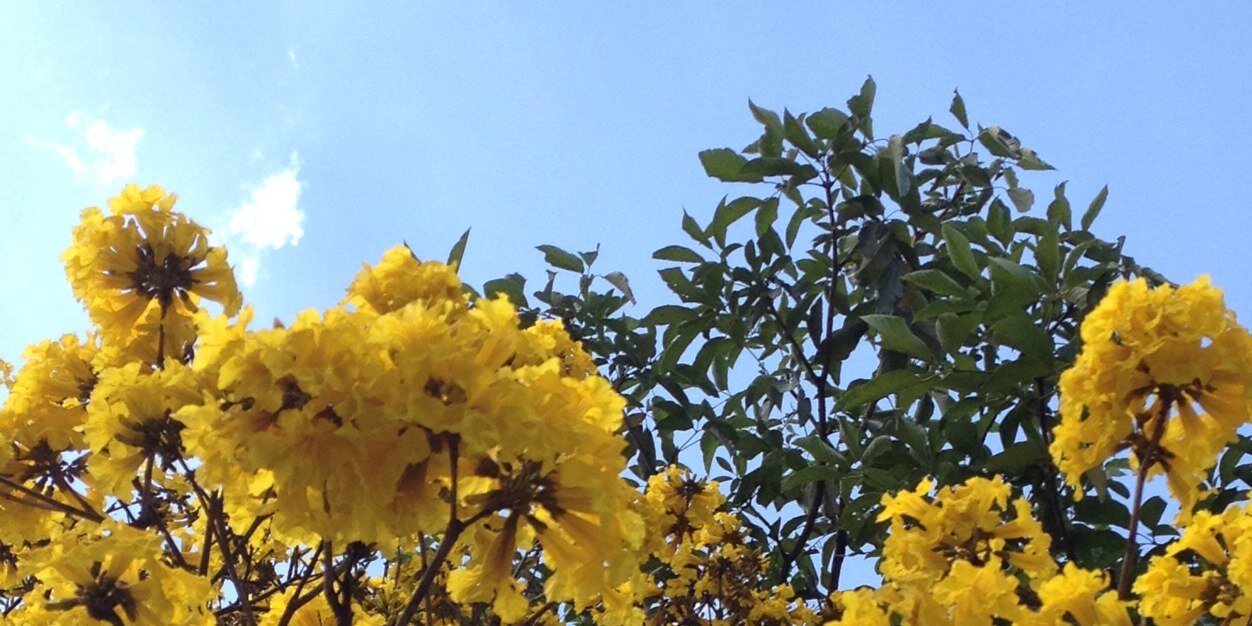 jennyguevaram's profile banner image
