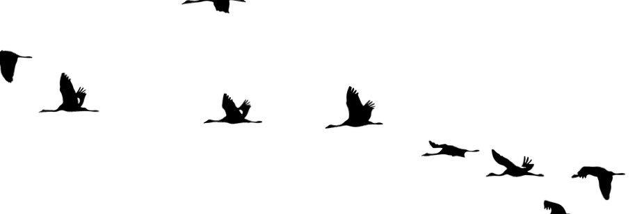 HamdaAlHarmoudi's profile banner image