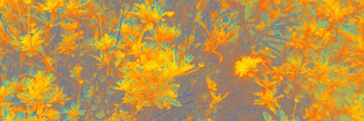 caarliminotti's profile banner image