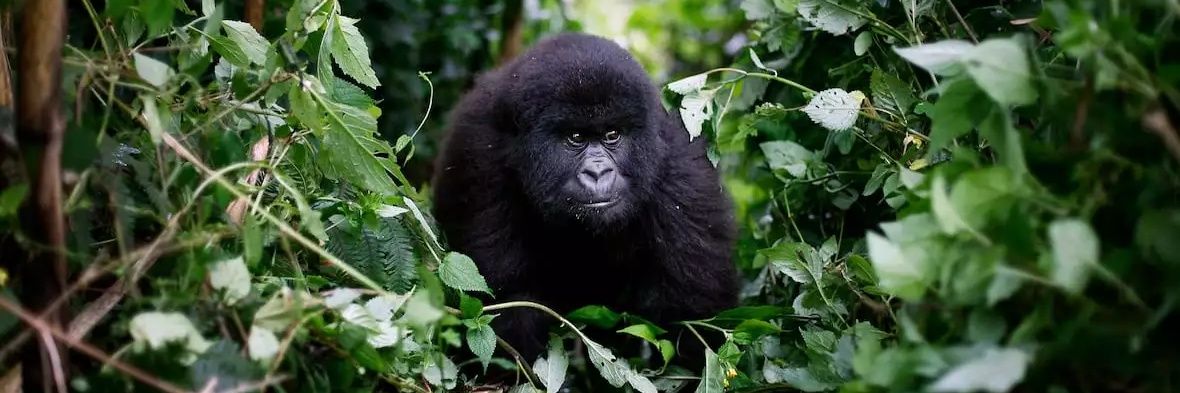 Moses ✌🇳🇬✌🌼 banner