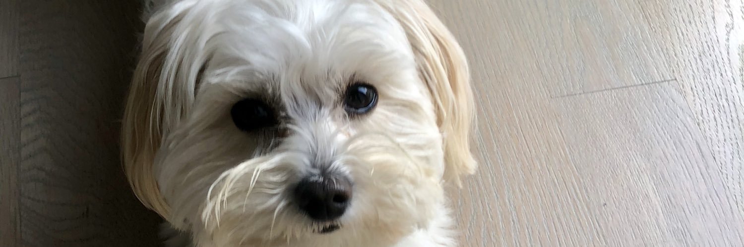 ixellauren's profile banner image