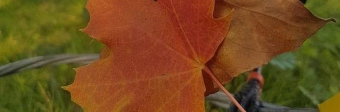 PepperMintLemon's profile banner image