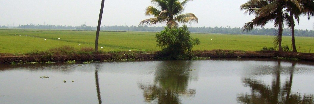 Divya Krishna banner