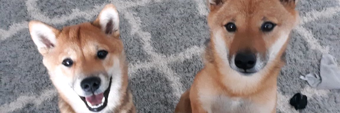 W0lfPackZach's profile banner image
