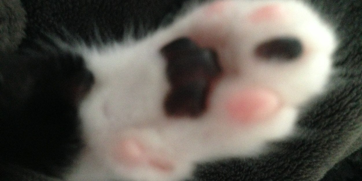 Emilie de Ravin banner