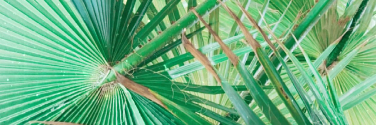 AlyssaBullard's profile banner image