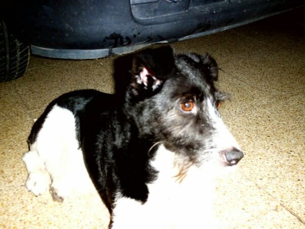 Inma Colombol banner