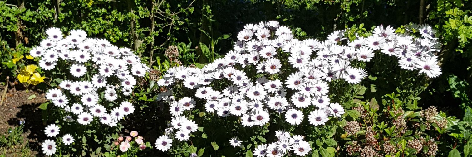 JonMarylebone banner