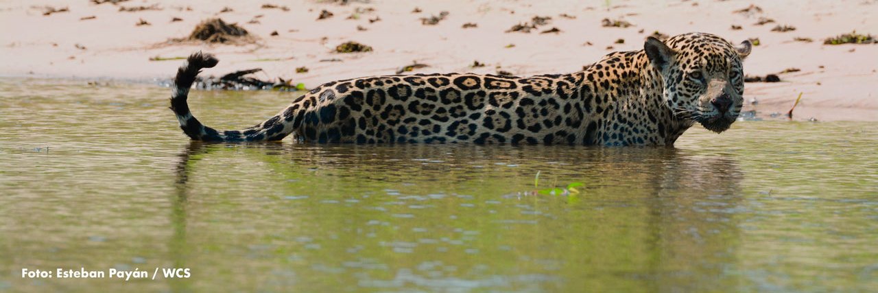WCS Colombia 💚 banner