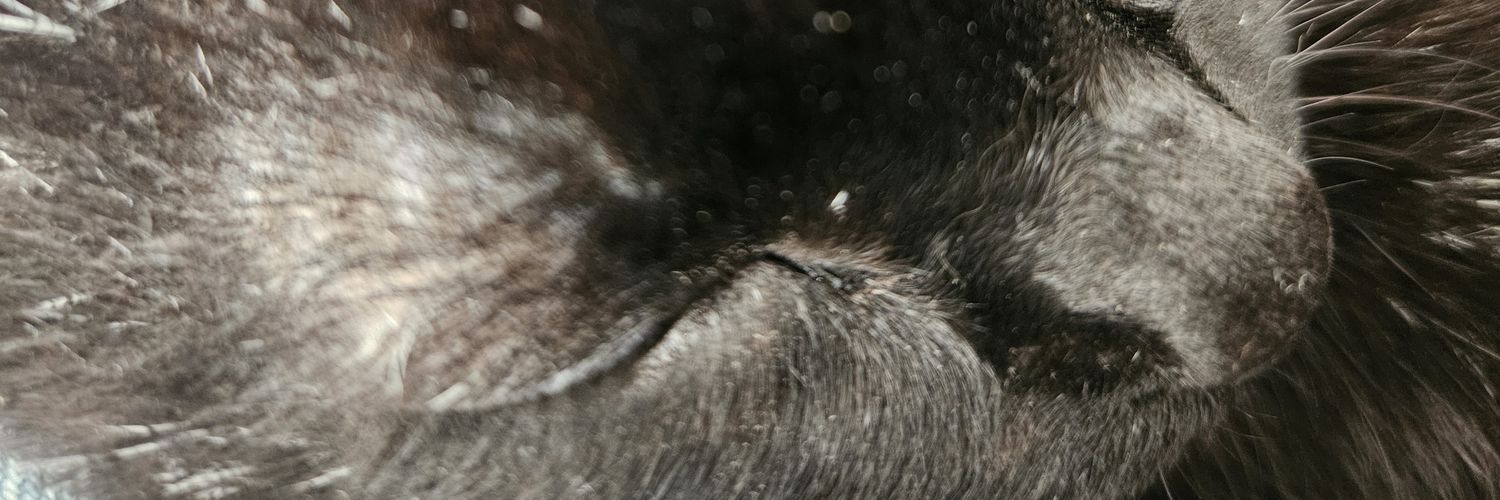 DustieLucas's profile banner image