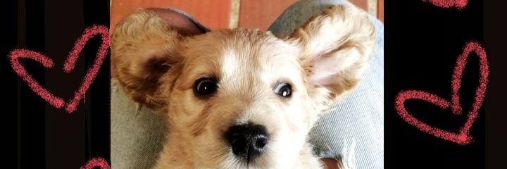 cc6pp's profile banner image