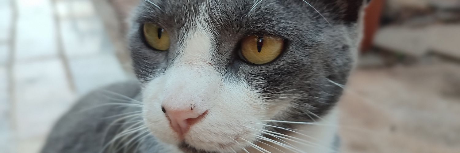 Jaaquelinecs's profile banner image
