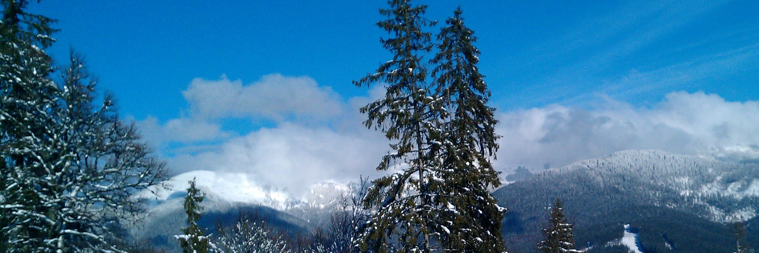 Макальондра banner