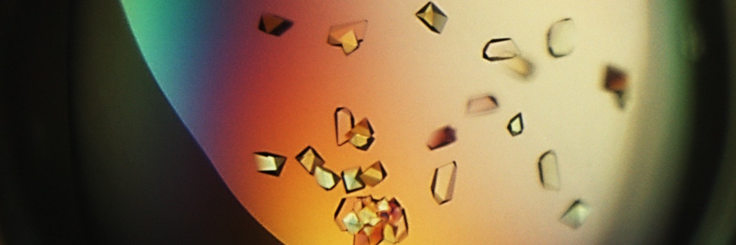 Rachel Harding banner