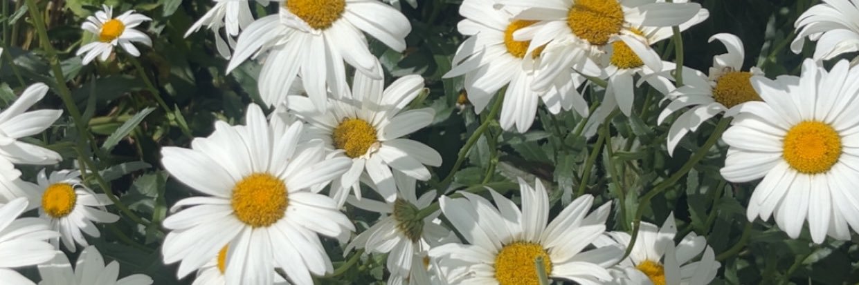 Rob ⚡️👩🏻‍🦰 banner