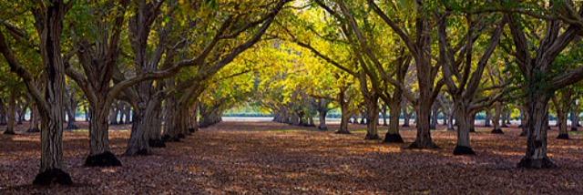 Walnutgrower's profile banner image