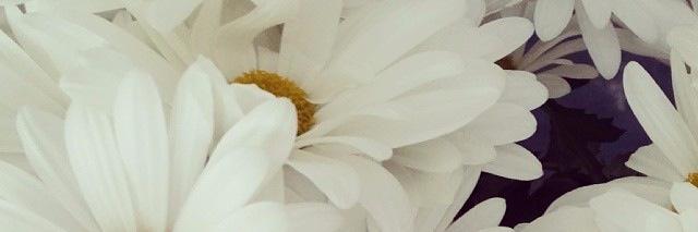 SusieEMitchell's profile banner image
