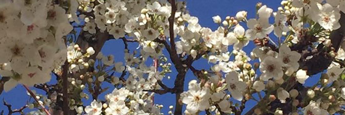 BrendaSomich's profile banner image