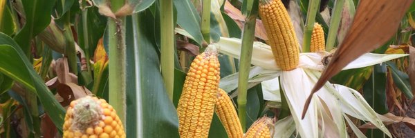 dpalm52 Profile Banner