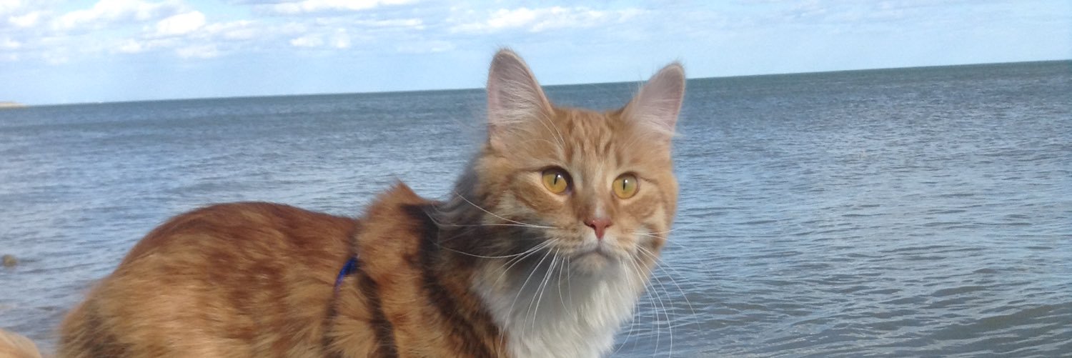 eddiez666's profile banner image