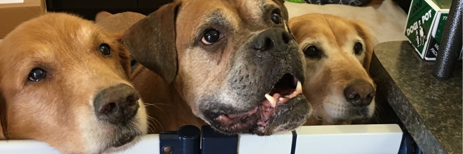 rolloverpets's profile banner image