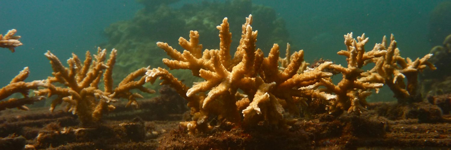 Annet Pauwelussen banner