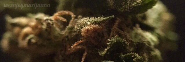 weenjoymarijuan's profile banner image