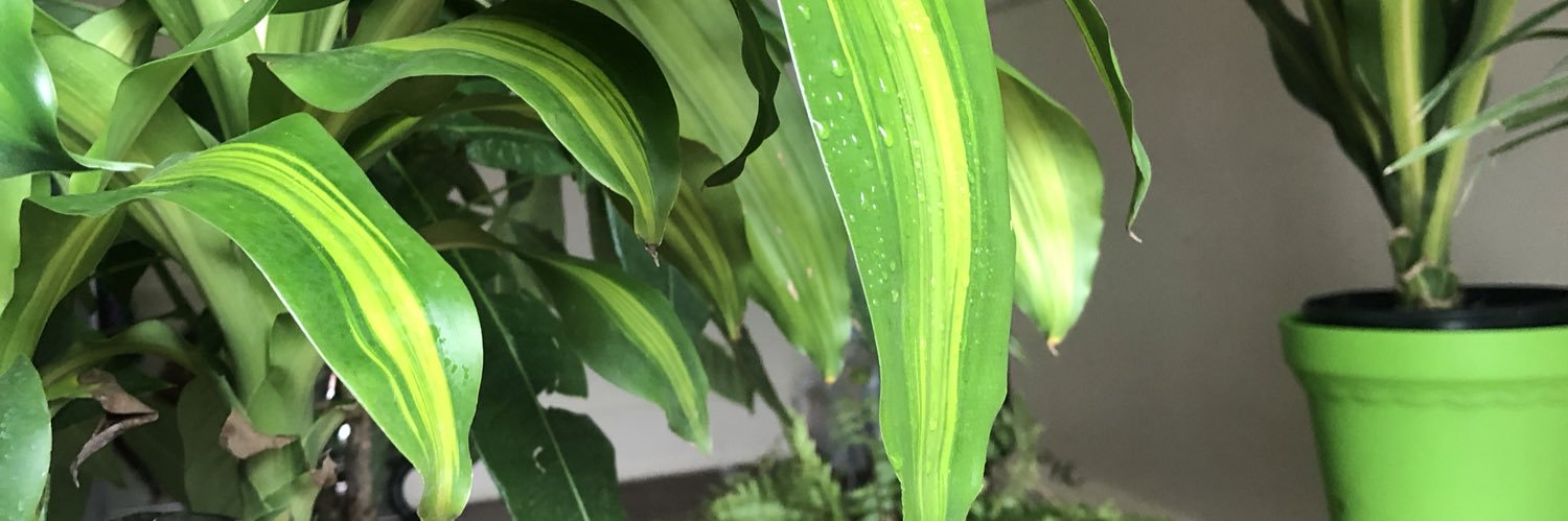 VoluptuousLiips's profile banner image