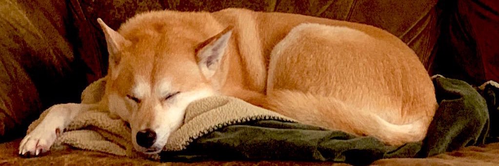 DanTheRedBeard's profile banner image