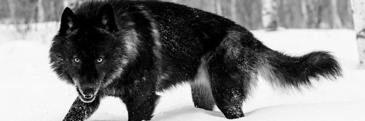 Quentin Fairley, Ed.S. banner