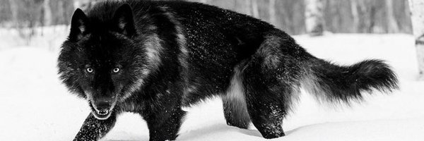 FairleyQuentin Profile Banner