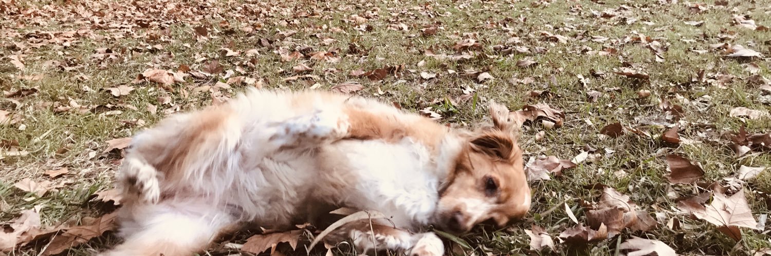 chesolcha's profile banner image
